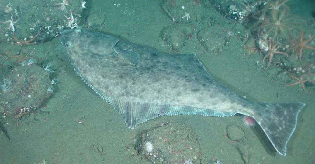 From head to fin, here’s looking at you, Halibut